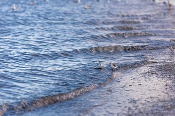 Drieteenstrandlopers