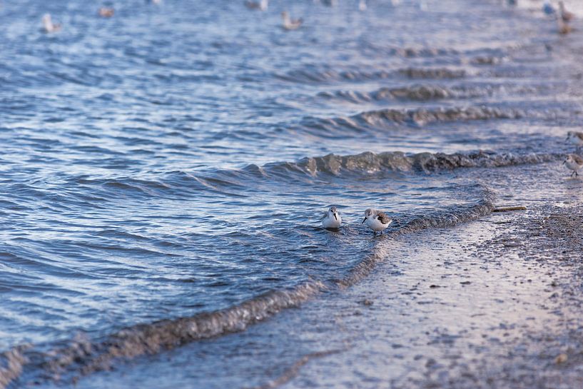 Sanderlings by Yorrit v.d.Kaa