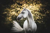 Witte Spaanse hengst