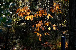 Herbstliches Licht.
