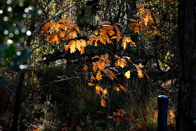 Lumière d'automne. par Vrije Vlinder Fotografie
