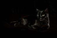 Zwarte kat met geelgroene ogen ligt op een donkere achtergrond, zijdelings licht, kopieerruimte, ges van Maren Winter thumbnail
