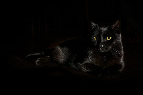 Black cat with yellow green eyes lies on a dark background, side light, copy space, selected focus, 