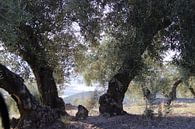 Oude olijfboom met doorkijkje. van Jan Katuin thumbnail