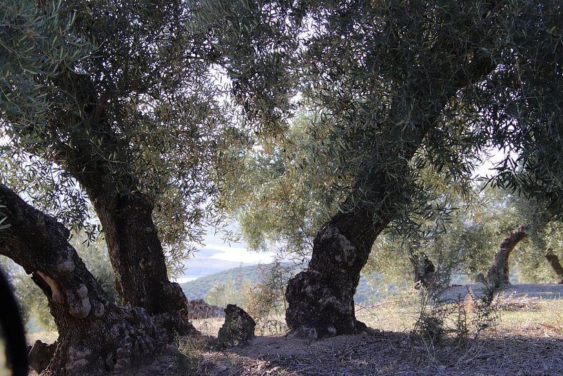 Oude olijfboom met doorkijkje. van Jan Katuin