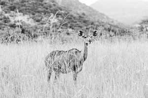 Kudu in schwarz-weiß | Reisefotografie | Südafrika von Sanne Dost