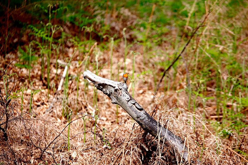 Zärtlichkeit in der Natur - Rotkehlchen in den Dünen der Amsterdamer Wasserversorgung von Hans van Oort