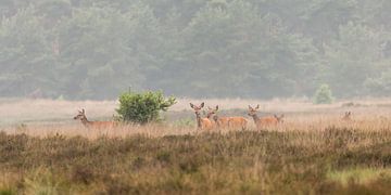 Edelherten op de heide bij Uddel, Veluwe sur Evert Jan Kip