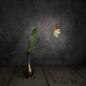Stilleven met Witte Tulp en Vlinder