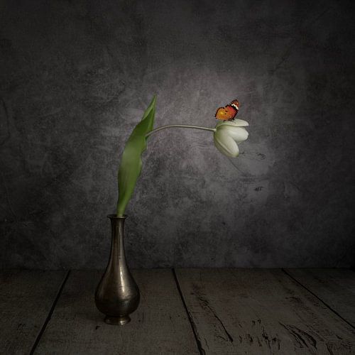 Still life with White Tulip and Butterfly