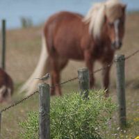 Duinpieper wordt bekeken door een pony