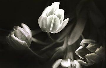 tulips 1