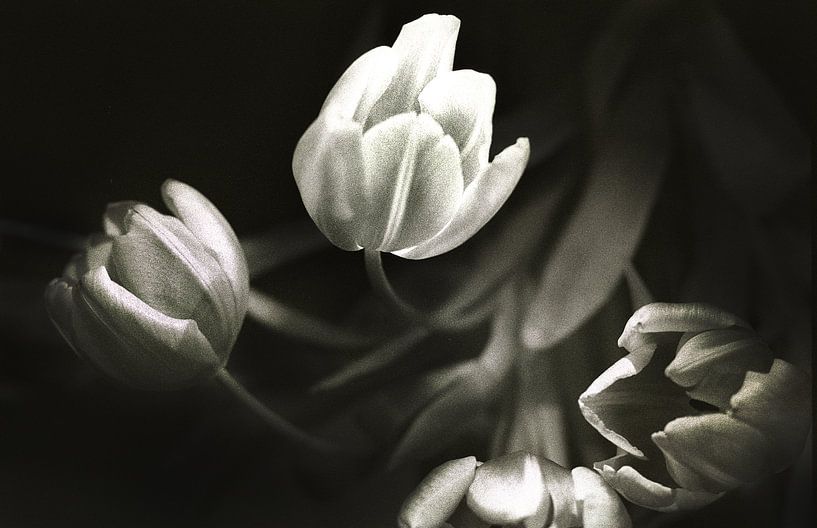 tulips 1 by bob brunschot