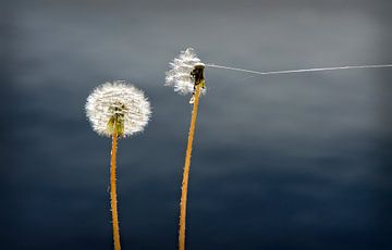 Pusteblumen von Leopold Brix