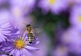 a bee flies over asters