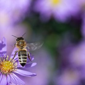 a bee flies over asters by Ulrike Leone