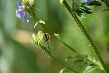 Ladybug by Myrthe Visser-Wind