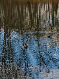 Entenpärchen von Roger Trelou