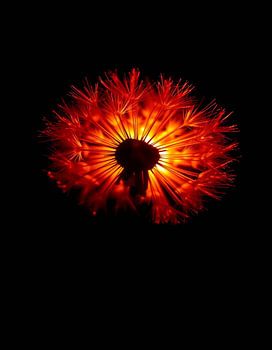 “Ember Dandelion XII”