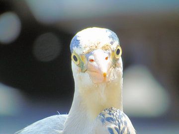 Volendam Vogel van JWM Bouma