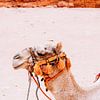 Kameel in Petra, Jordanië van Expeditie Aardbol