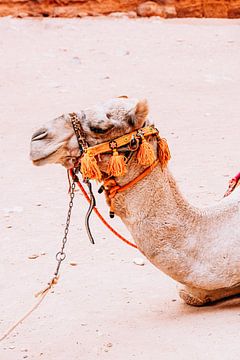 Camel in Petra, Jordan by Expeditie Aardbol