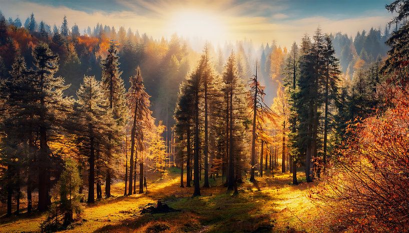 Herfstbos met kleuren en bladeren van Mustafa Kurnaz