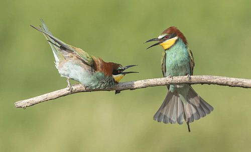 Onderdanige Bijeneter