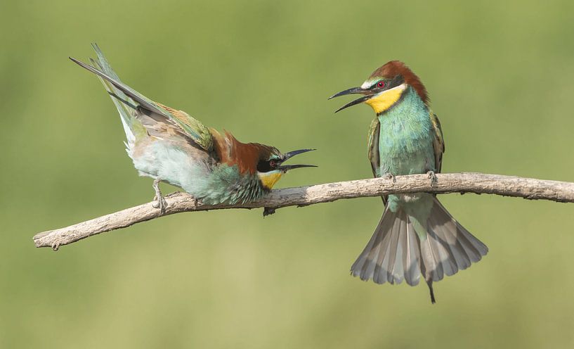 Onderdanige Bijeneter von Michel de Beer