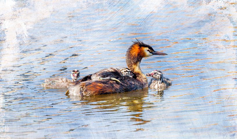 Mother grebe with young by Rietje Bulthuis