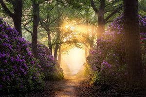 Le chemin du paradis sur Edwin Mooijaart