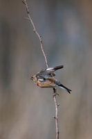 Common Linnet taking off