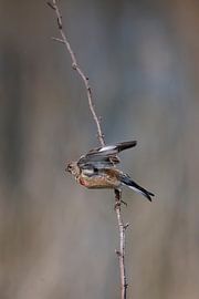 Common Linnet taking off by Bart van Schöll