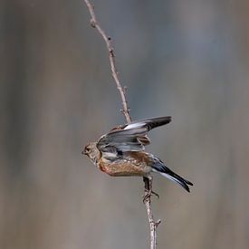 Common Linnet taking off van Bart van Schöll