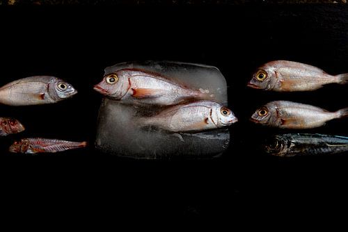 uit het ijs ontsnapt, stilleven met vissen