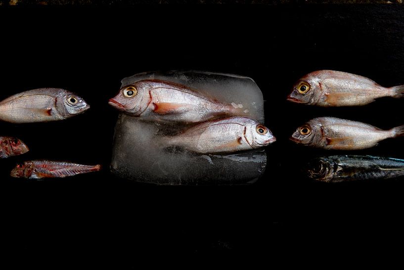 escaped from the ice, still life with fish by Jeannette Kliebisch