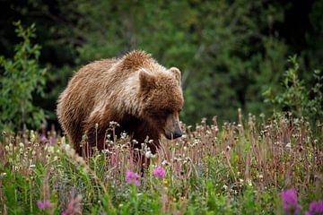 Wild grizzly bears in Alaska by Roland Brack