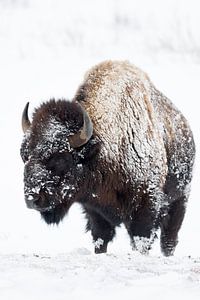 Bison ( Bison bison ) im Winter, Fell von Schnee und Eis verkrustet, wildlife, USA.