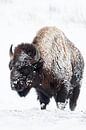 Amerikaanse Bison ( Bison bizon ) in de harde winter, de vacht ingelegd met sneeuw en ijs, wild, USA van wunderbare Erde thumbnail