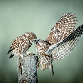 Tender Kiss of Little Owls: Blissful Moment by Alex Pansier