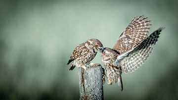 Tender Kiss of Little Owls: Blissful Moment by Alex Pansier