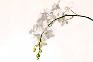 Weiße Phalaenopsis Orchidee von Egon Zitter