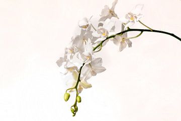 Witte phalaenopsis orchidee van Egon Zitter