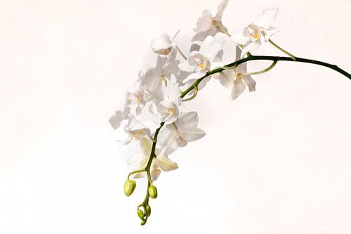 Witte phalaenopsis orchidee