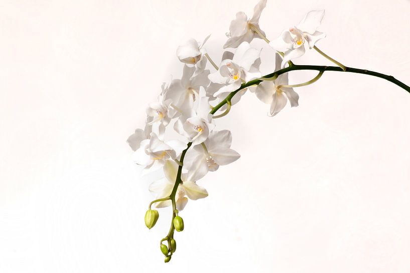 Weiße Phalaenopsis Orchidee von Egon Zitter