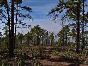 Wandern im Naturpark Tamadaba , Gran Canaria von Timon Schneider