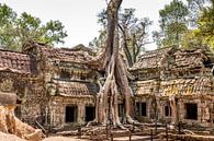 Cambodja | Angkor Ta Prohm | Ruine van Mrs van Aalst thumbnail
