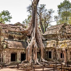 Cambodja | Angkor Ta Prohm | Ruine van Mrs van Aalst