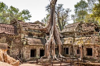 Cambodja | Angkor Ta Prohm | Ruine