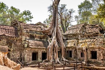 Cambodja | Angkor Ta Prohm | Ruine van Mrs van Aalst